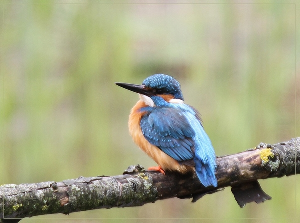Ijsvogel - Alcedo atthis (9)