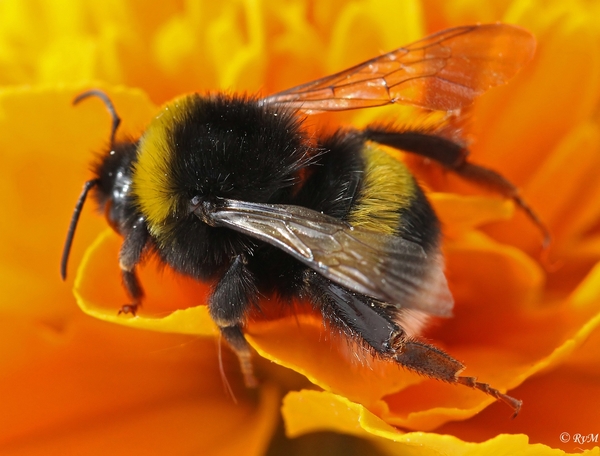 Hommel