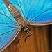 Morpho Peleides