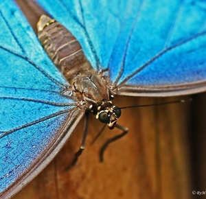 Morpho Peleides