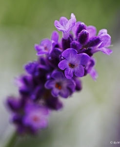 Lavendel