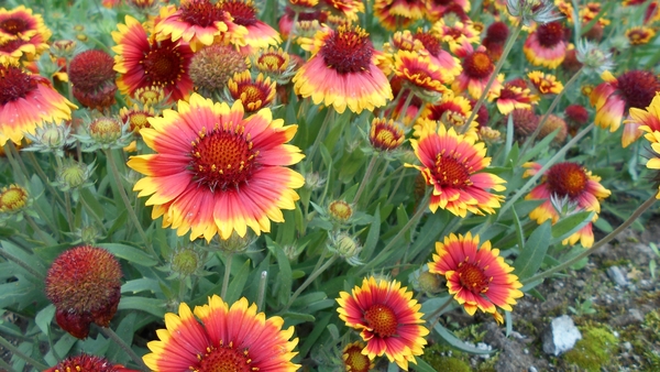 Fotos Verbania ALICE (86)