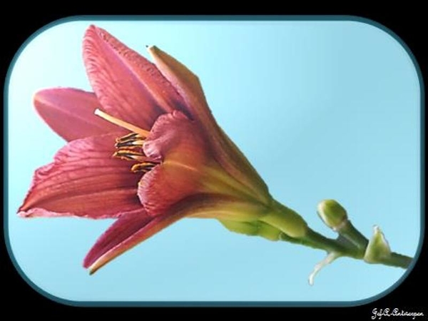 Antwerpen, Wapper, Bloemen.