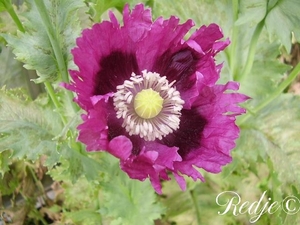 paarse papaver somniferum