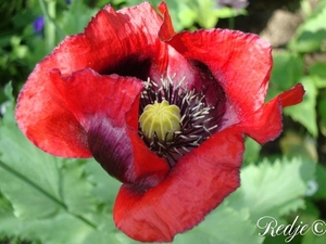 papaver