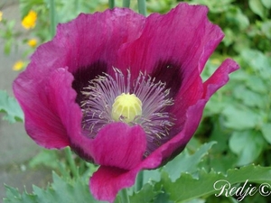 papaver somniferum