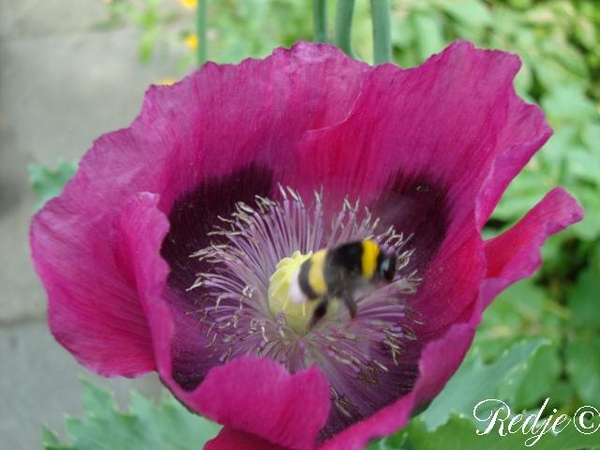 papaver som.