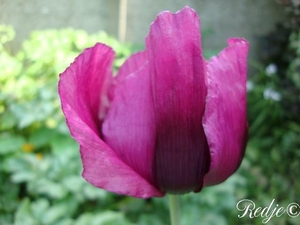 papaver somniferum