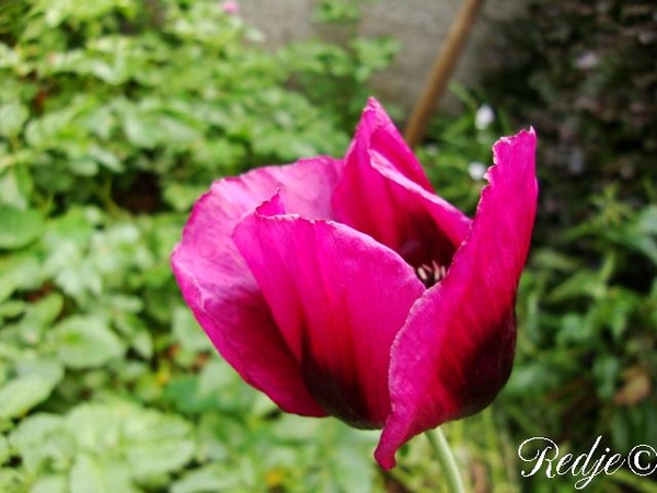 papaver somniferum