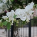 white session