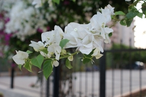white session