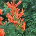 Orange art