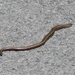 hazelworm