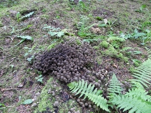 lijkt wel een druiventros