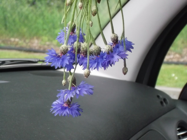 geluksbloemetjes in de auto