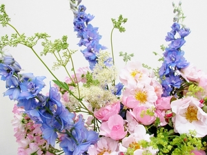 Delphinium