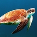 turtle-863336_960_720