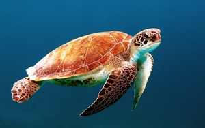 turtle-863336_960_720