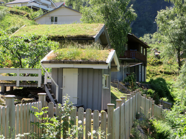 Plantengroei op de daken