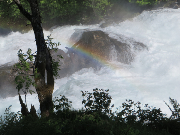 Zot van de regenboog