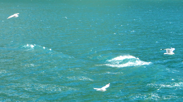 de meeuwen volgen ons