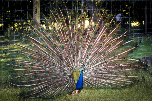 zo fier als een pauw