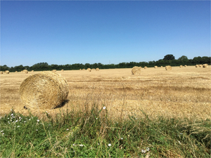 Landschap