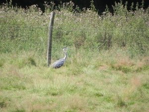 Reiger in een weide