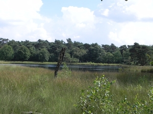 Nat park Maasduinen (11)