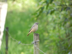 Nat park Maasduinen - aan de vogelijkwand