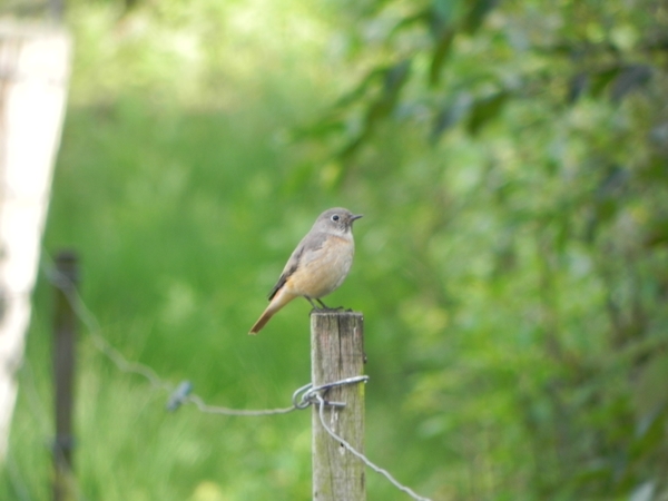 Nat park Maasduinen - aan de vogelijkwand