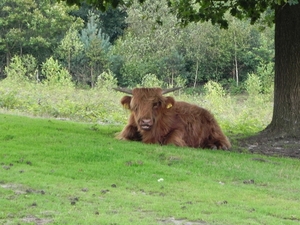 Nat park Maasduinen (14)