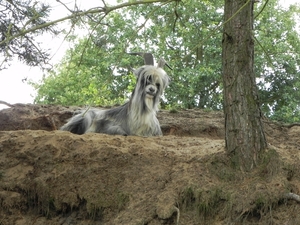 Nat park Maasduinen (15)