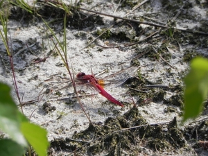 Nat park Maasduinen (18)