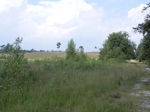 Nat park Maasduinen (4)