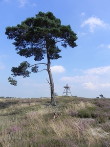 Nat park Maasduinen (6)