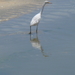 reiger