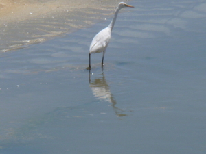 reiger