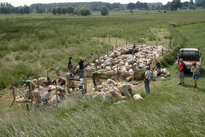 Schaapscheren Schulensbroek 2007