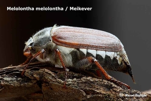 Melolontha melolontha 20100524_MH_021679-06 Meikever