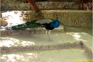 Pauw in Epta Piges (7 Bronnen)