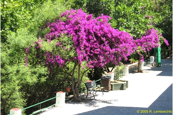 Petaloudes (Vlindervallei)