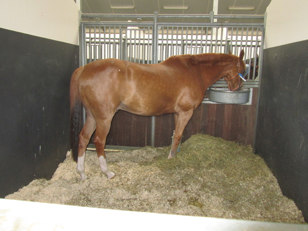 Paardenkliniek EQUITOM 2019 (10)