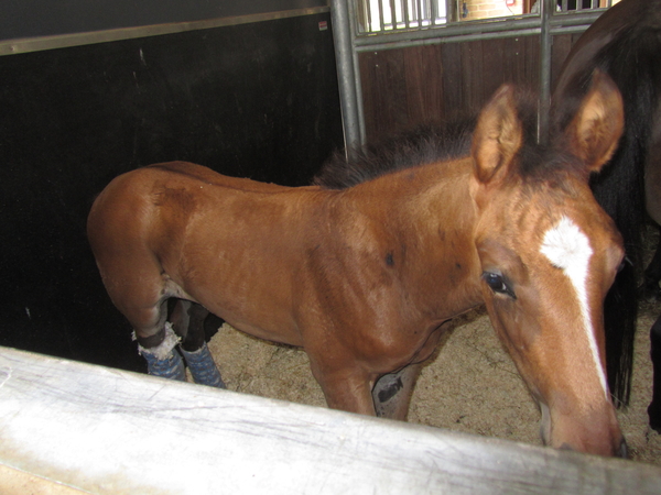 Paardenkliniek EQUITOM 2019 (15)