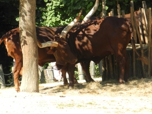 DSCN1247