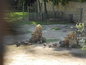 DSCN1263