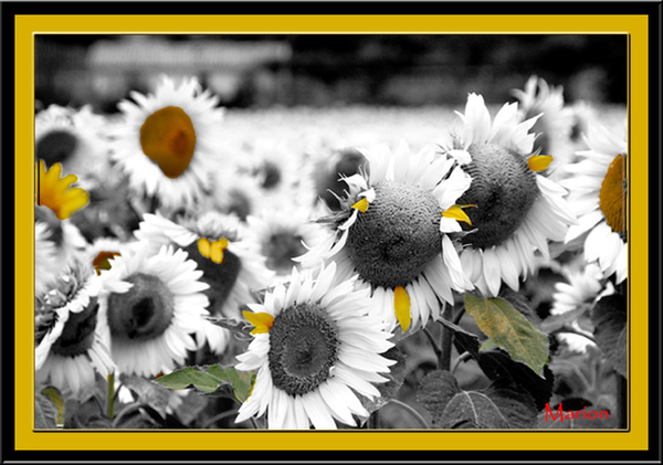 Marion V project53.1