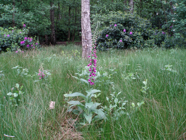 Wilde bloemen.