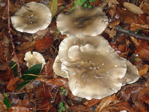 Herfst in Vordenstein.