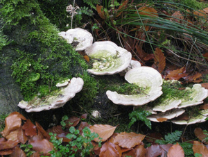 Herfst in Vordenstein.